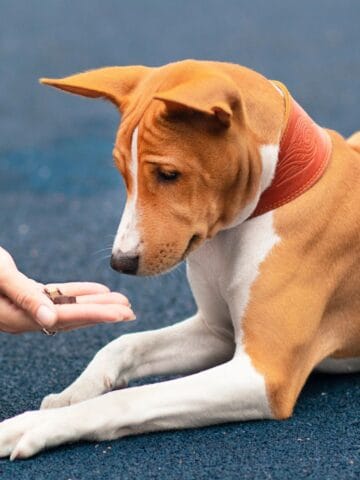 The dog remains lying down as it gently takes a training treat from a person’s hand.