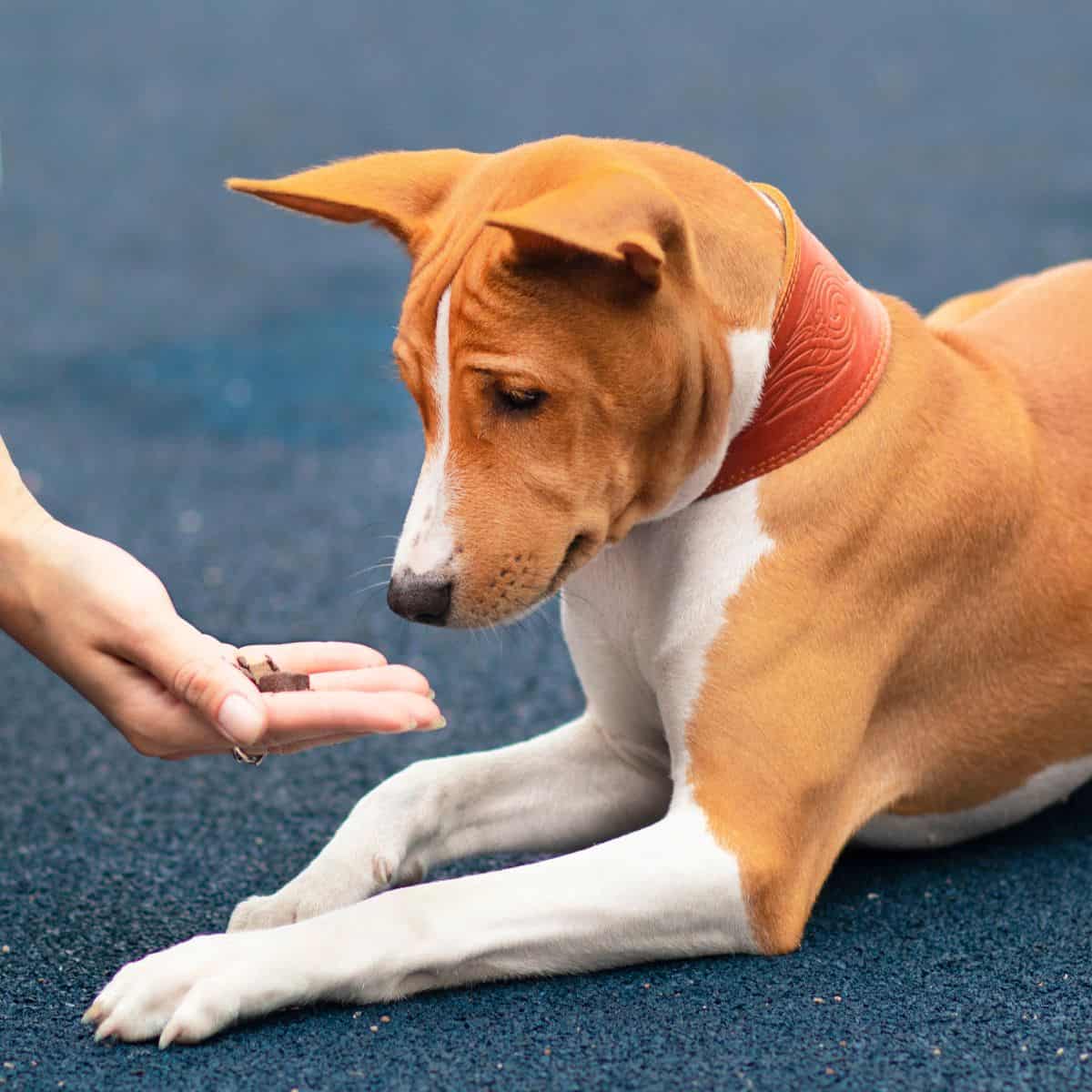 The dog remains lying down as it gently takes a training treat from a person’s hand.