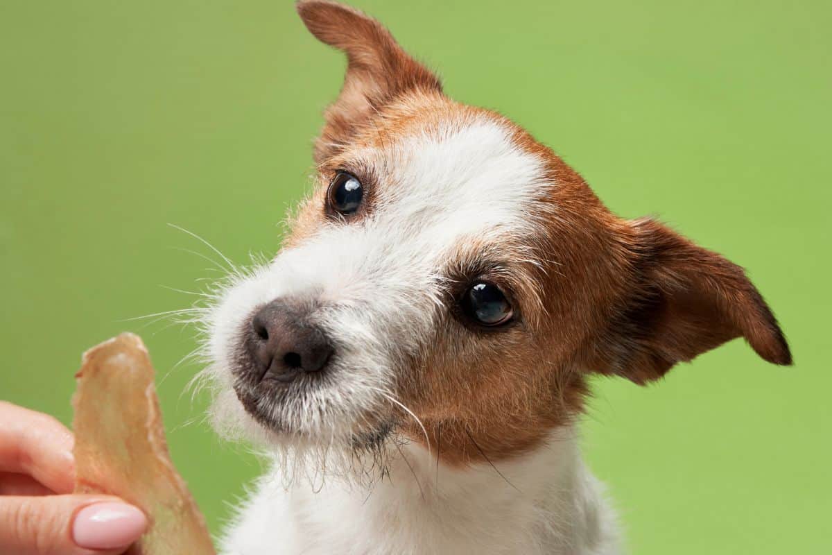 Small dog tilts its head while focusing on a training treat held by a hand.