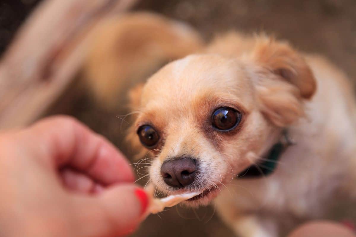 Small dog gently takes a training treat from a person’s fingers.