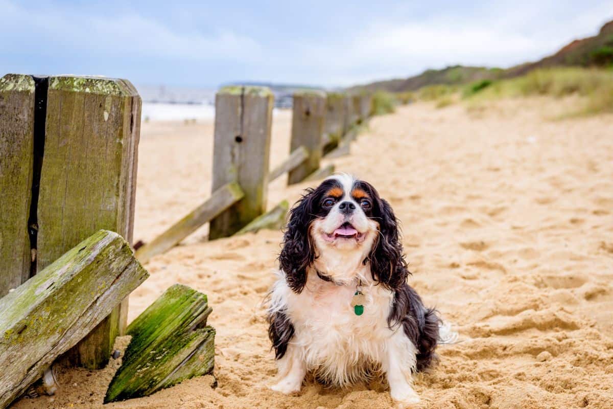 Small long-haired dog sitting on a sandy beach near wooden posts, looking happy with its mouth open.