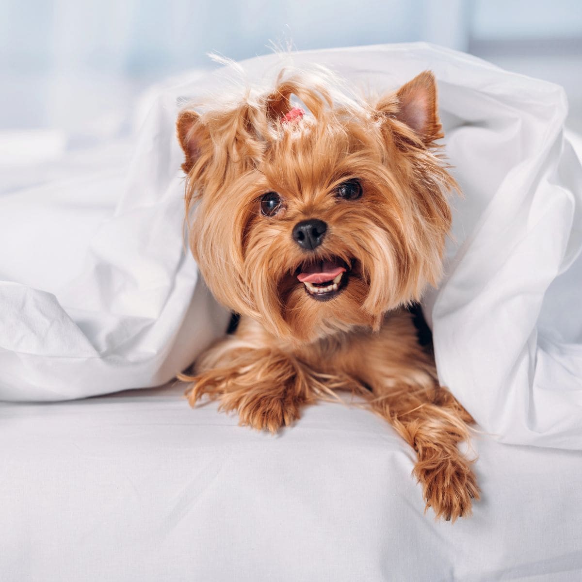 A tiny Yorkshire terrier looks out from white bedding with its tongue slightly sticking out.