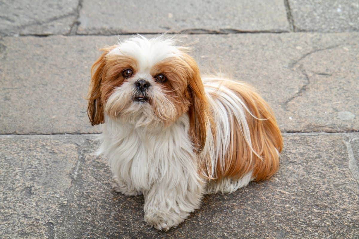 A brown and white shih tzu with long fur stands on a stone pavement, looking up at the camera.
