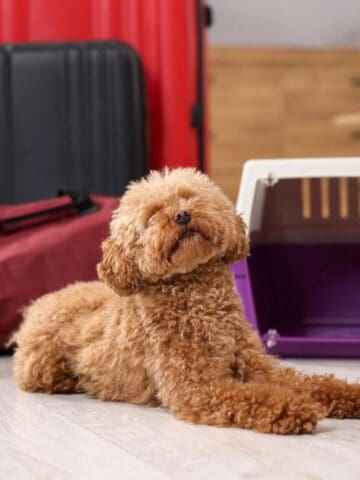 Curly-haired dog resting on the floor next to a travel dog crate and packed luggage.