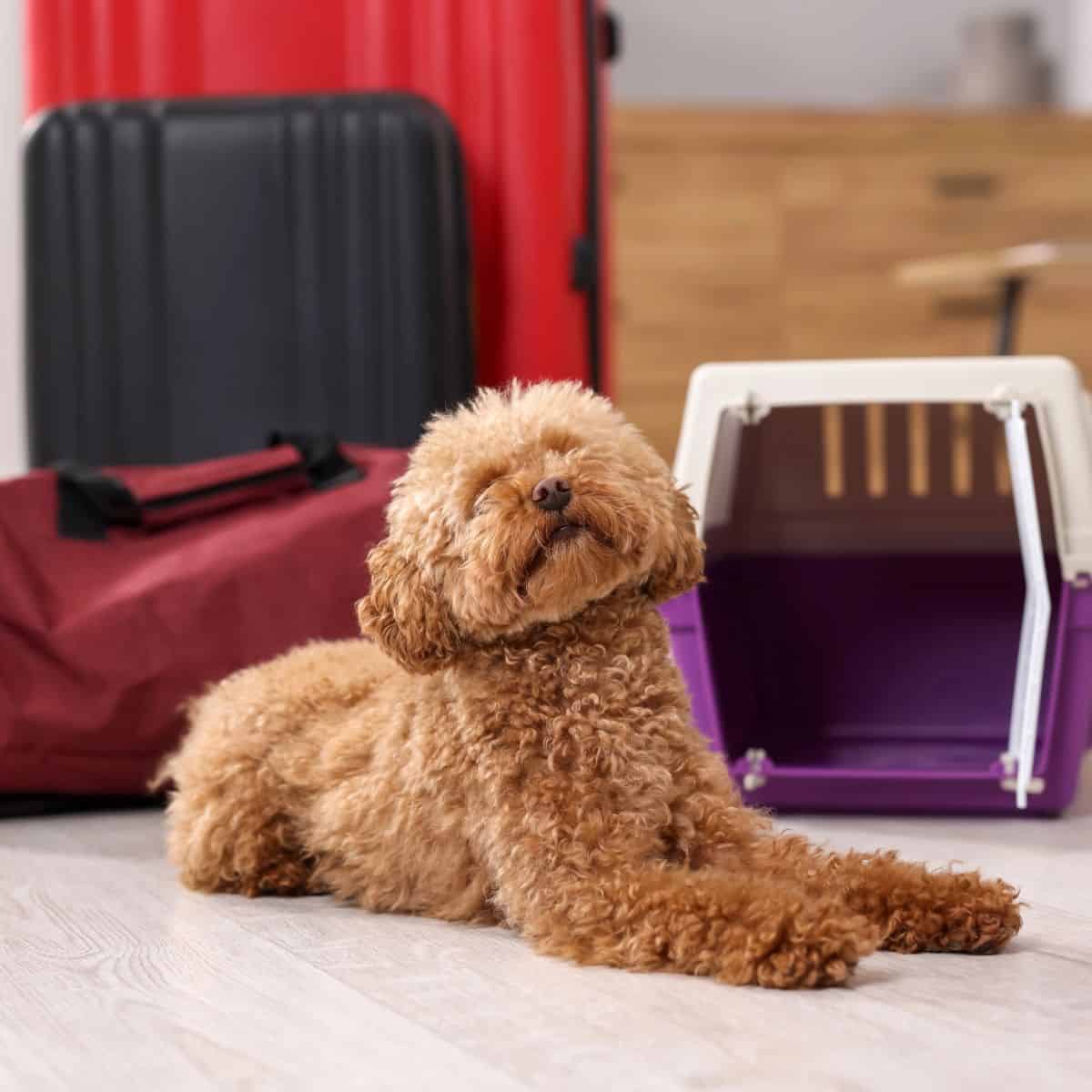 Curly-haired dog resting on the floor next to a travel dog crate and packed luggage.
