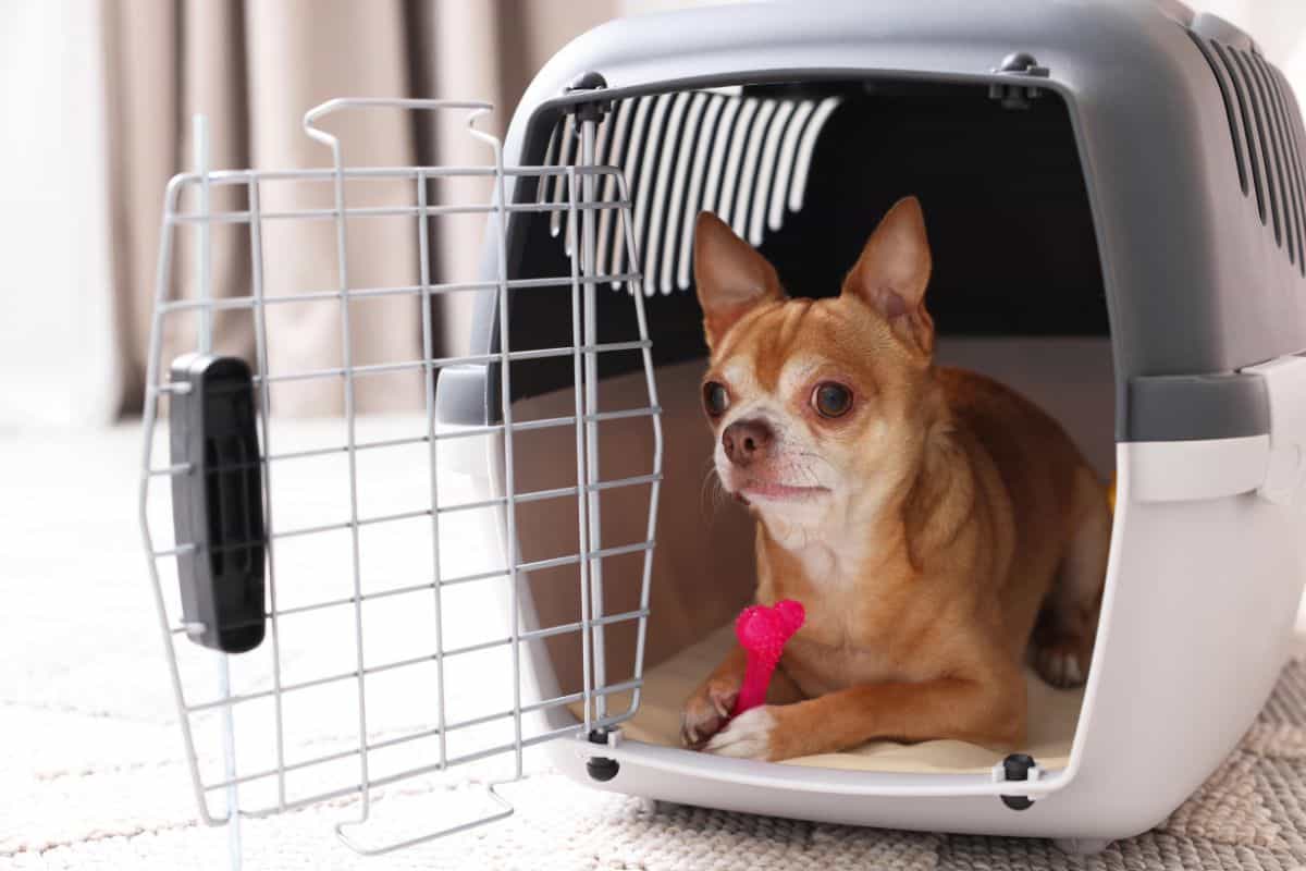 Pet resting comfortably in ventilated crate