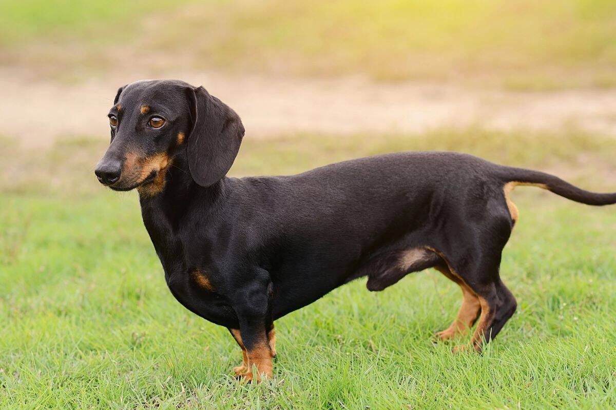 Black-and-tan dachshund stands on grass in side profile outdoors.