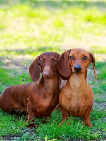 Two dachshunds sit next to each other on grass, looking straight at the camera outdoors.