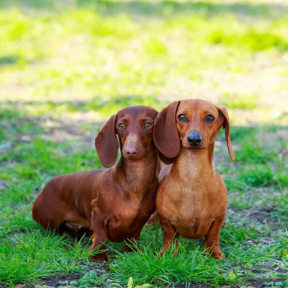 Two dachshunds sit next to each other on grass, looking straight at the camera outdoors.