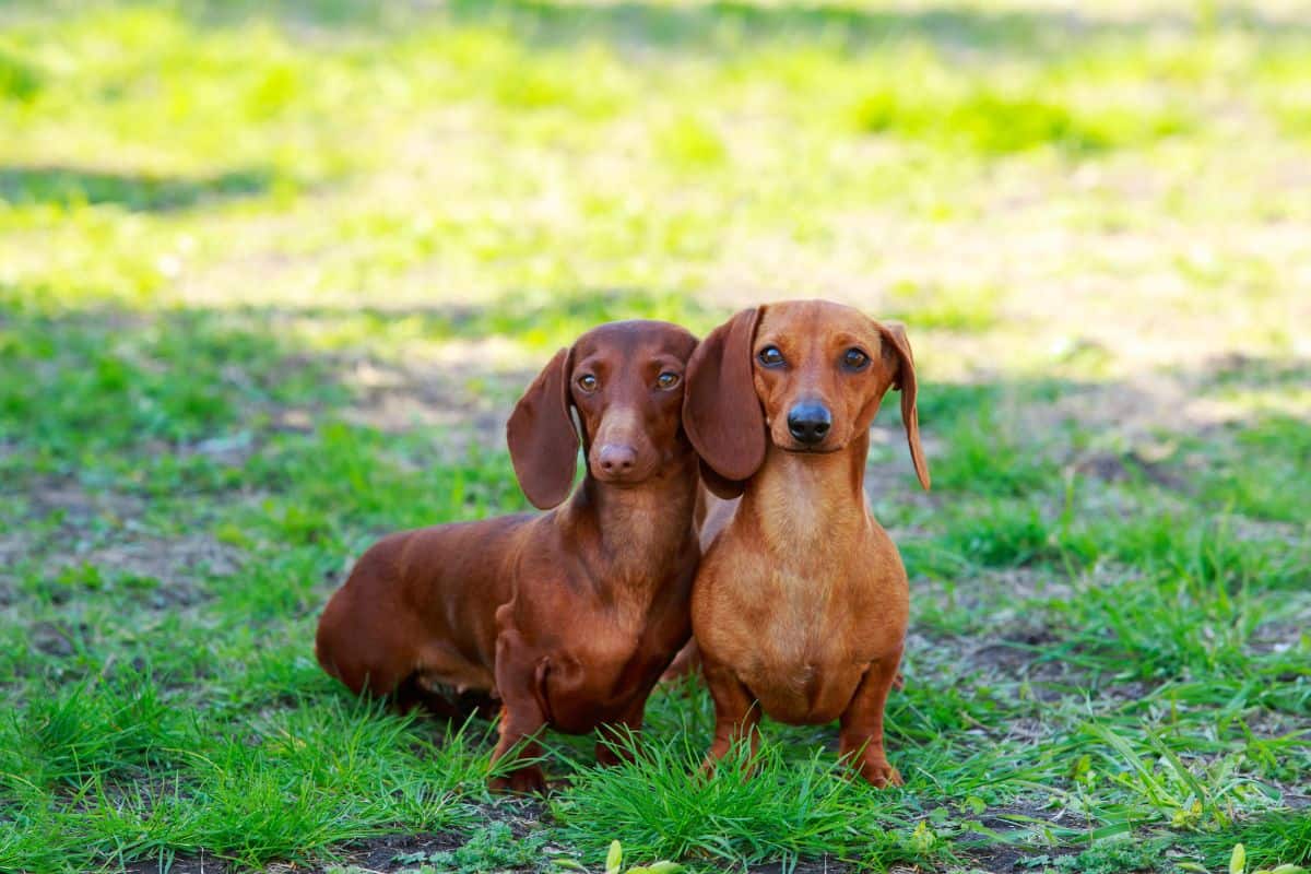 Two dachshunds sit side by side on grass, facing the camera outdoors.