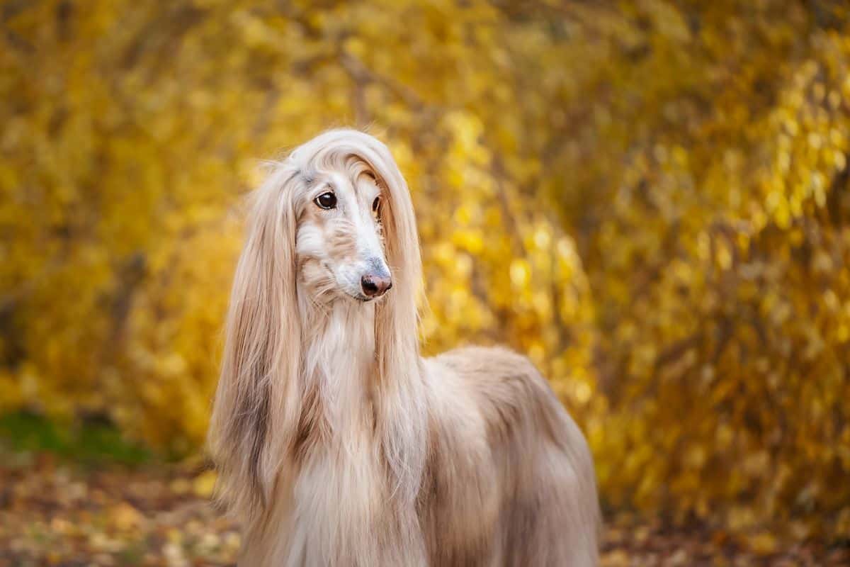 Afghan hound with long, silky fur standing outdoors among golden autumn leaves.