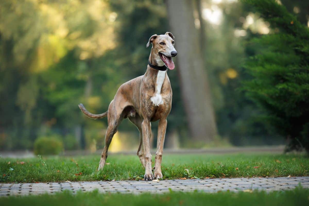 A slender greyhound standing alert on a park path surrounded by green trees.