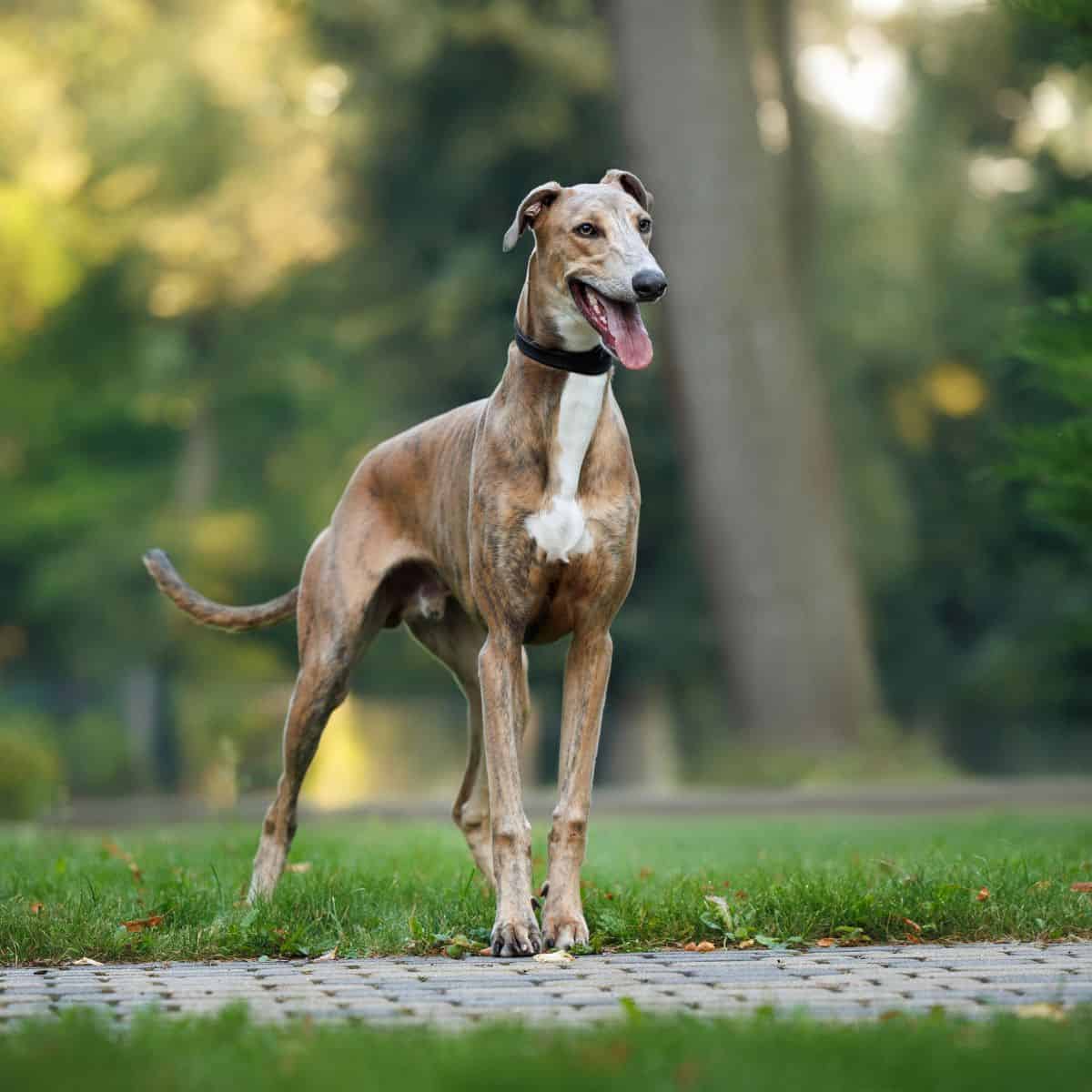 A lean greyhound stands attentively on a park path amid lush greenery.
