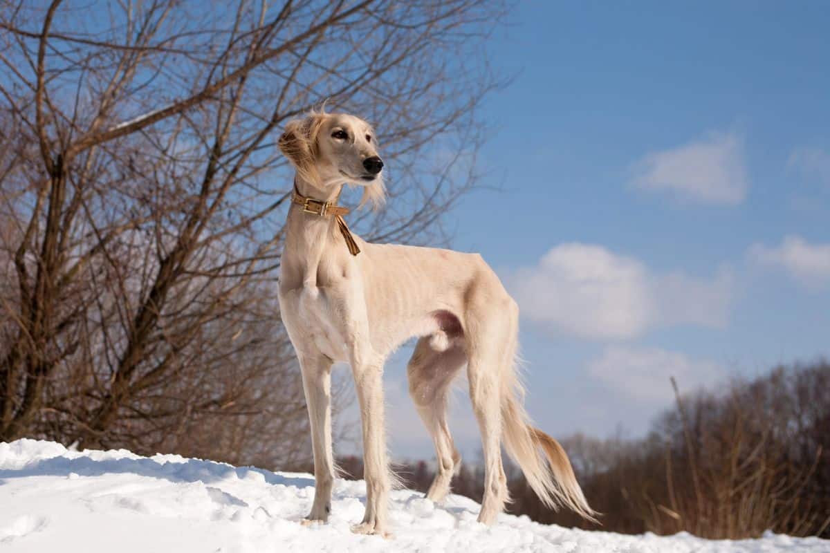 Saluki standing on snow with bare trees and a blue winter sky in the background.