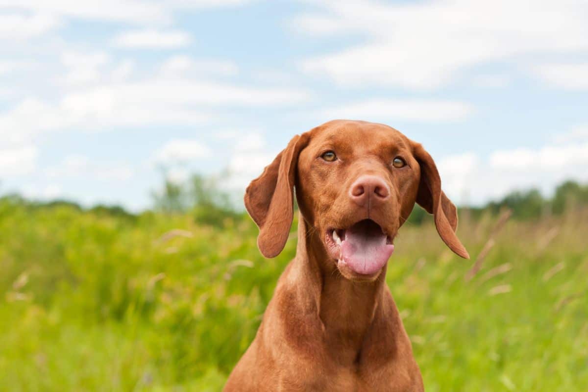 A brown Vizsla dog standing in a grassy field with its mouth open against a bright sky.