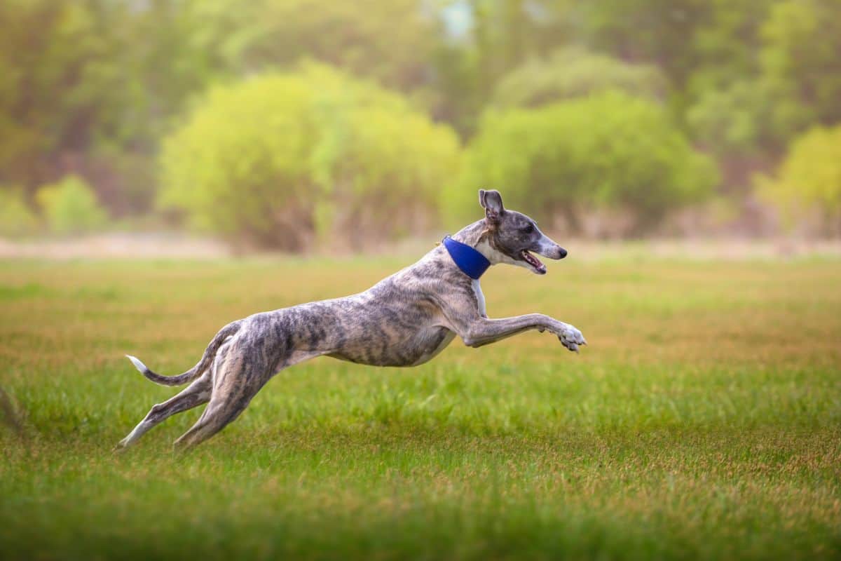 A brindle whippet wearing a blue collar sprinting across a grassy field.