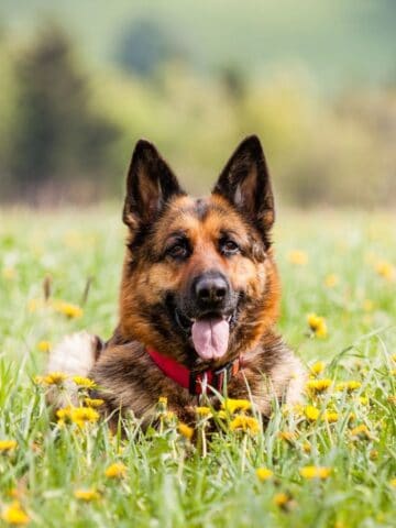 German Shepherd relaxing in a flower-filled meadow with her tongue out and a red collar visible.
