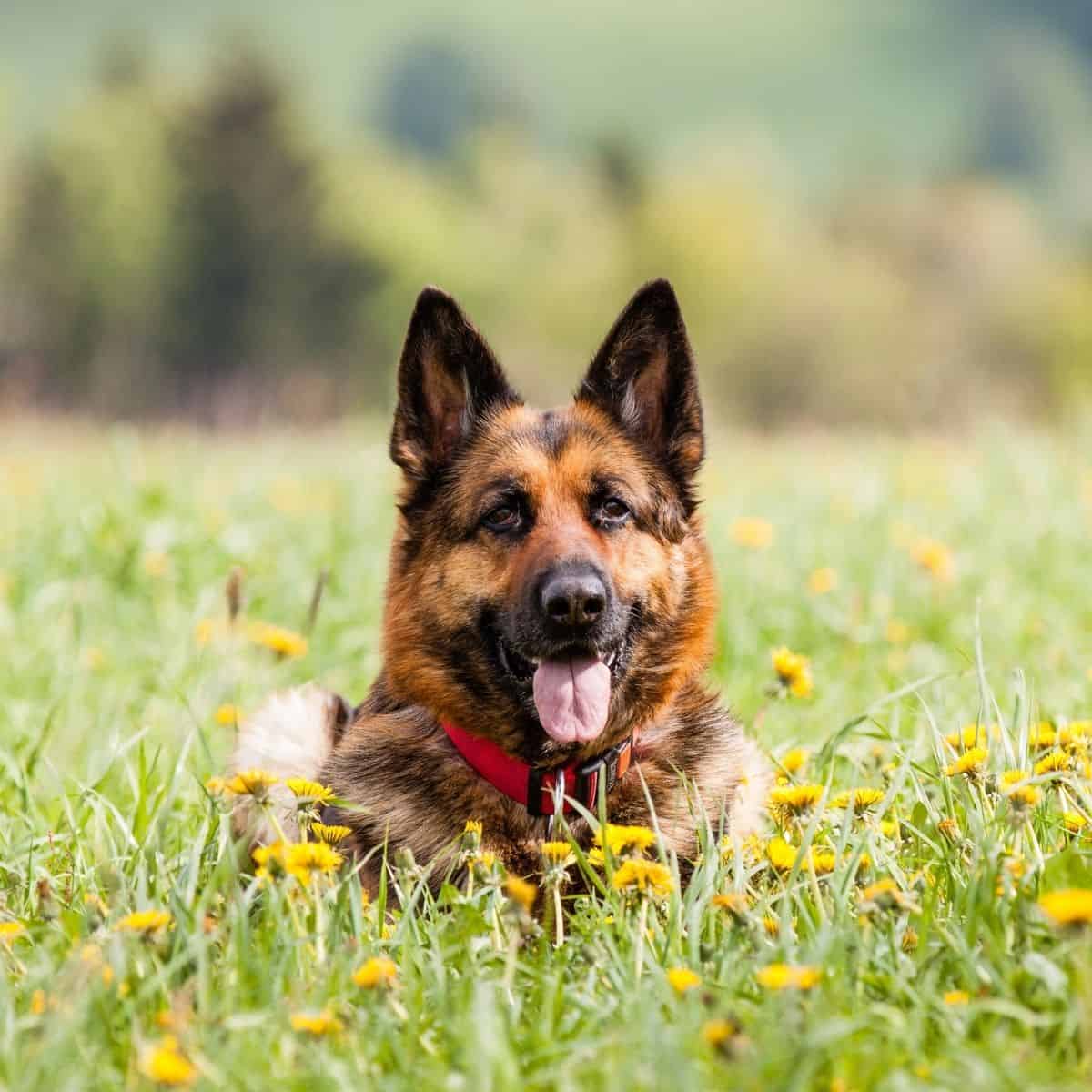 German Shepherd relaxing in a flower-filled meadow with her tongue out and a red collar visible.