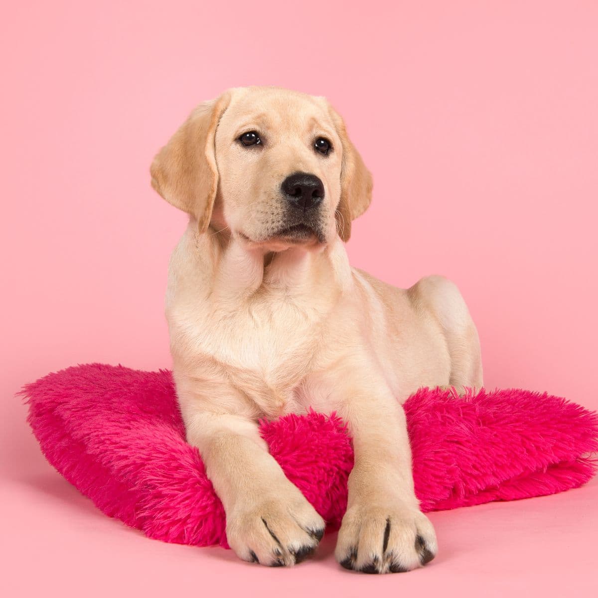 A yellow Labrador puppy rests on a pink cushion set against a pink backdrop.