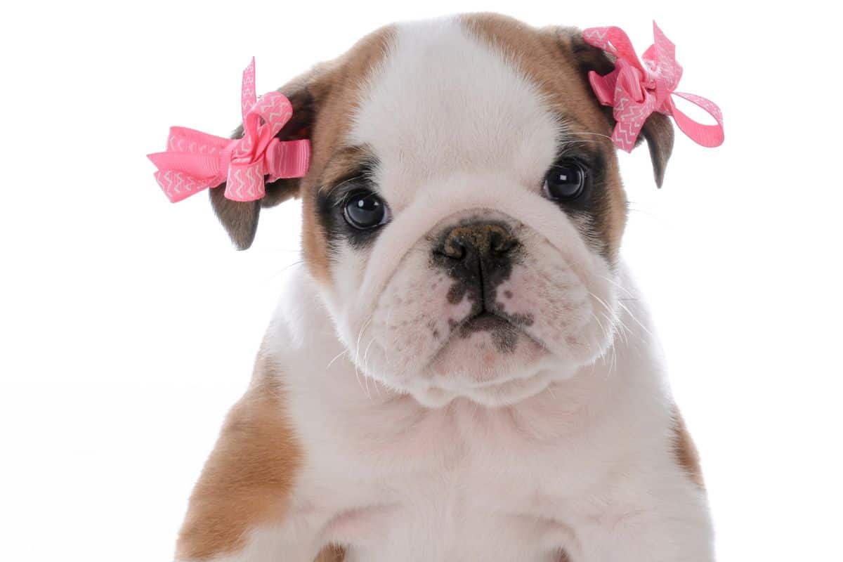Bulldog puppy with pink bows sitting against a white background.