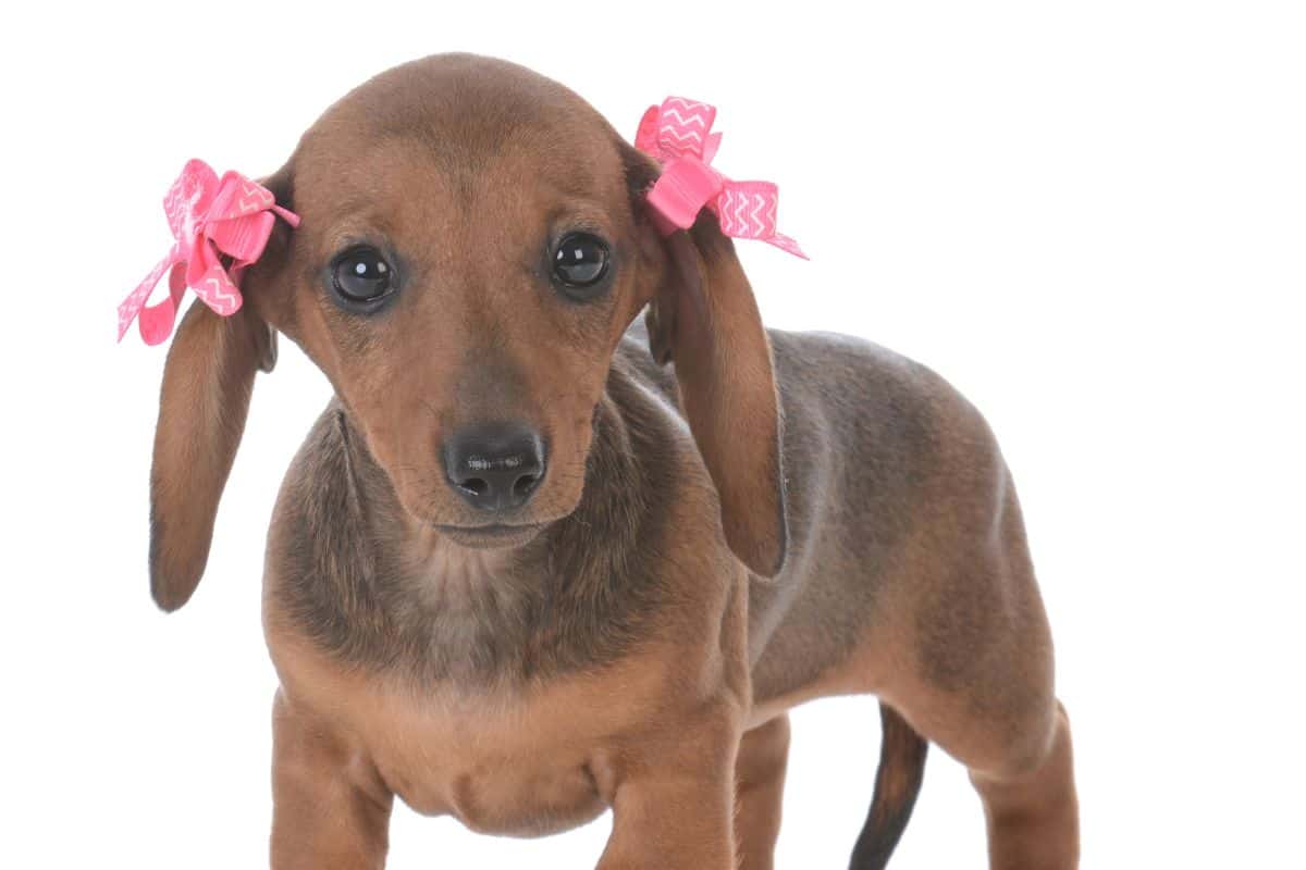 Brown dachshund puppy wearing pink bows on its ears, standing on a white background.