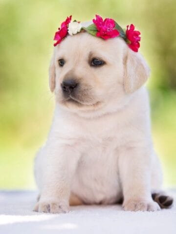 Cream-colored puppy wearing a pink flower crown, sitting outdoors against a soft green background.