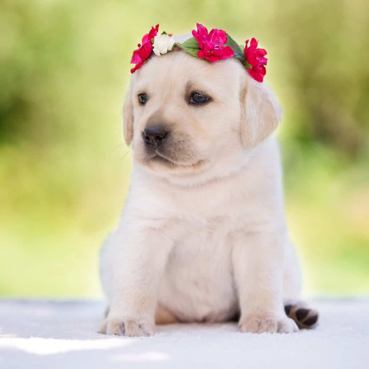 Cream-colored puppy wearing a pink flower crown, sitting outdoors against a soft green background.
