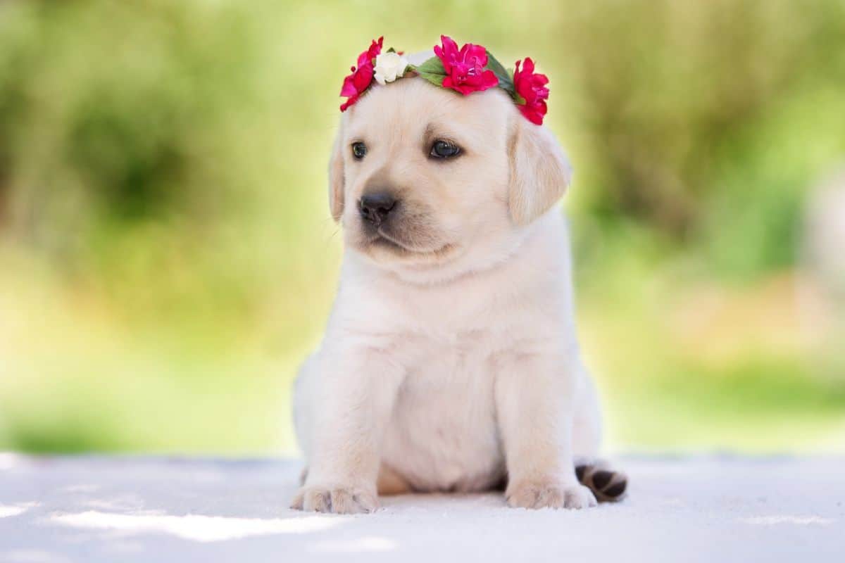 Cream-colored puppy sits outside wearing a pink floral crown against a blurred green backdrop.