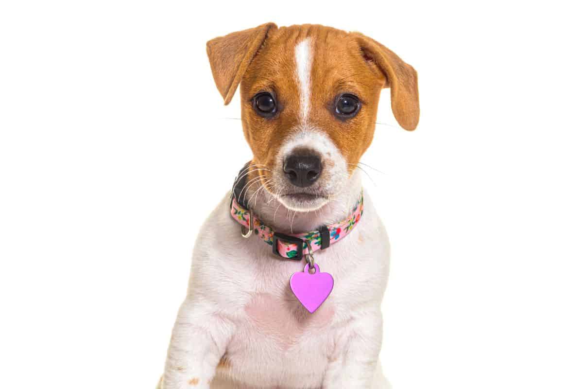 Small brown-and-white puppy sitting upright, wearing a floral collar with a purple heart tag on a white background.