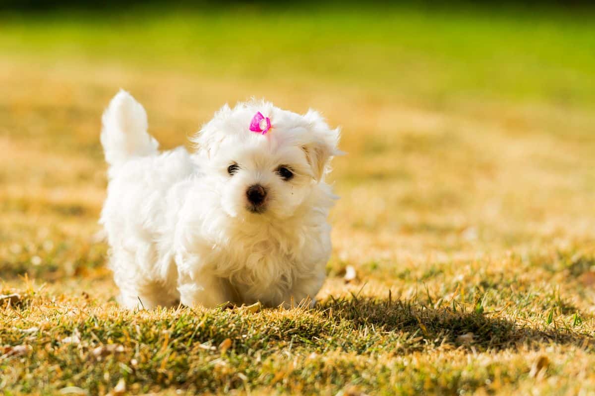 Small white puppy with a pink bow standing on grass in a sunny outdoor setting.