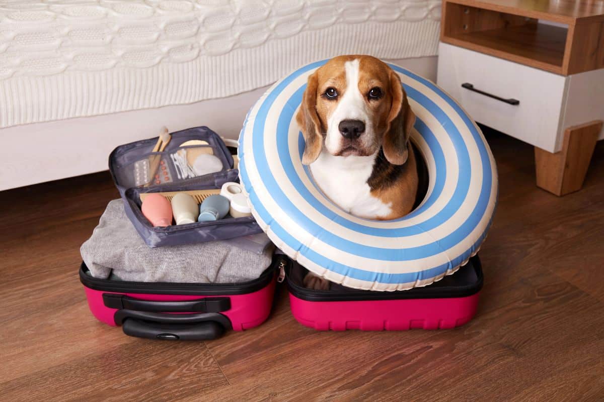 Beagle sitting inside an open suitcase with travel items and an inflatable neck ring.