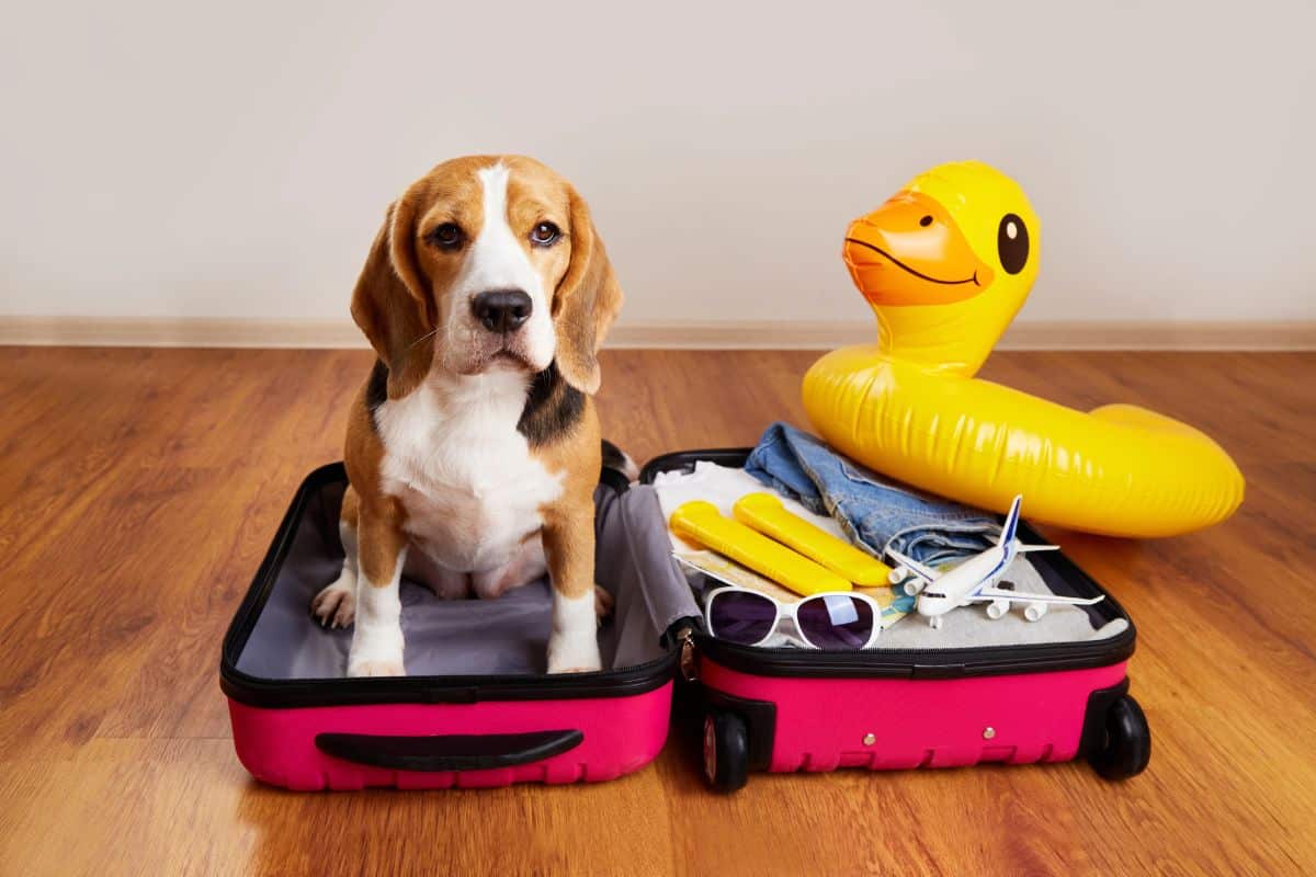 A beagle sits in an open suitcase beside travel items and a yellow pool float, suggesting a dog-friendly trip.