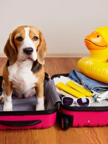 A beagle rests in an open suitcase next to travel essentials and a yellow pool float, hinting at a pet-friendly getaway.