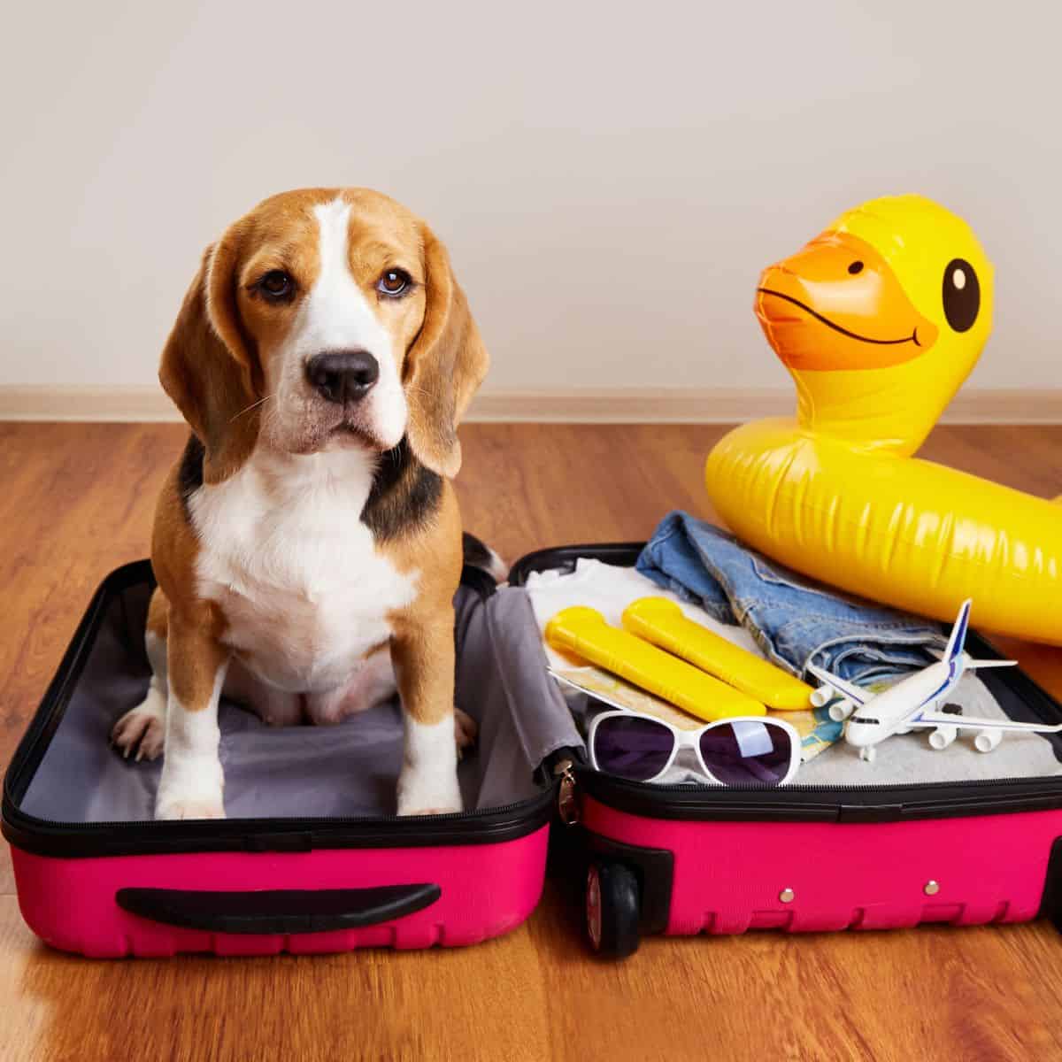 A beagle rests in an open suitcase next to travel essentials and a yellow pool float, hinting at a pet-friendly getaway.