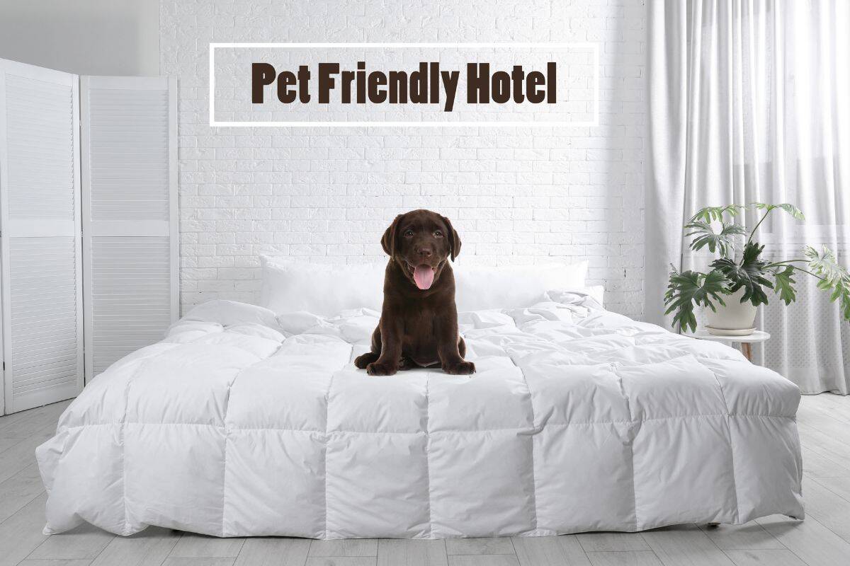 A brown puppy sits on a white hotel bed in a bright, pet-friendly room.