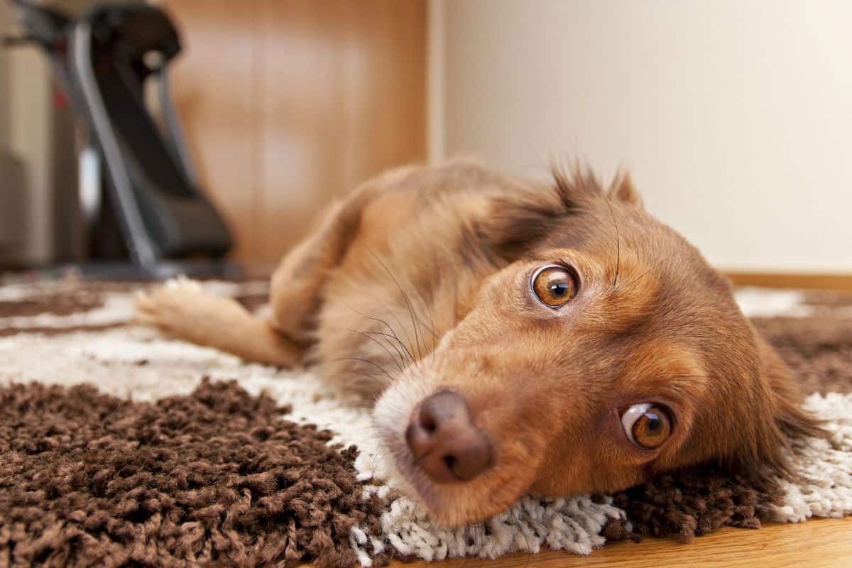 A brown dog lies on its side on a rug indoors, looking up with wide eyes.