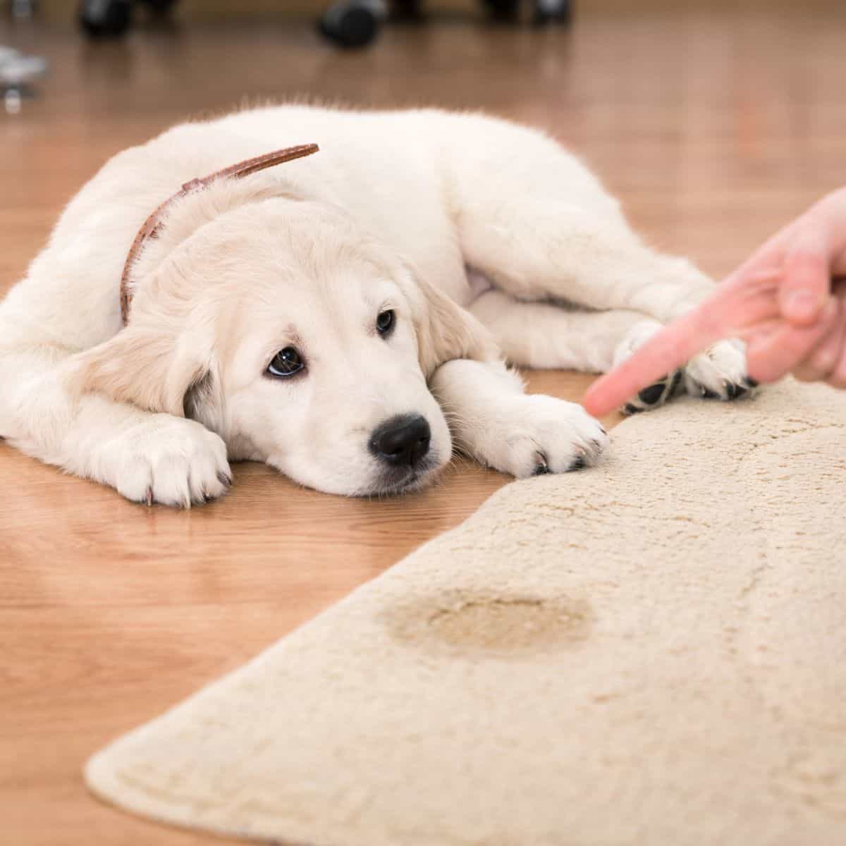 A pale puppy lies on a wooden floor next to a rug with a visible wet spot as a person points at it.