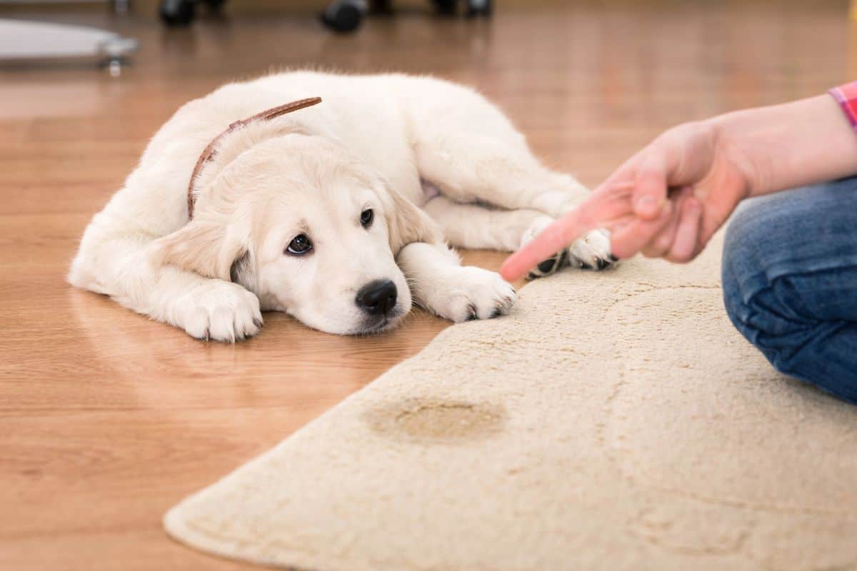 A light-colored puppy lies on a wooden floor beside a rug with a wet stain while a person points toward it.