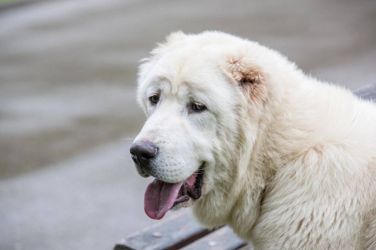 Large white dog resting outdoors with its mouth open and tongue out.