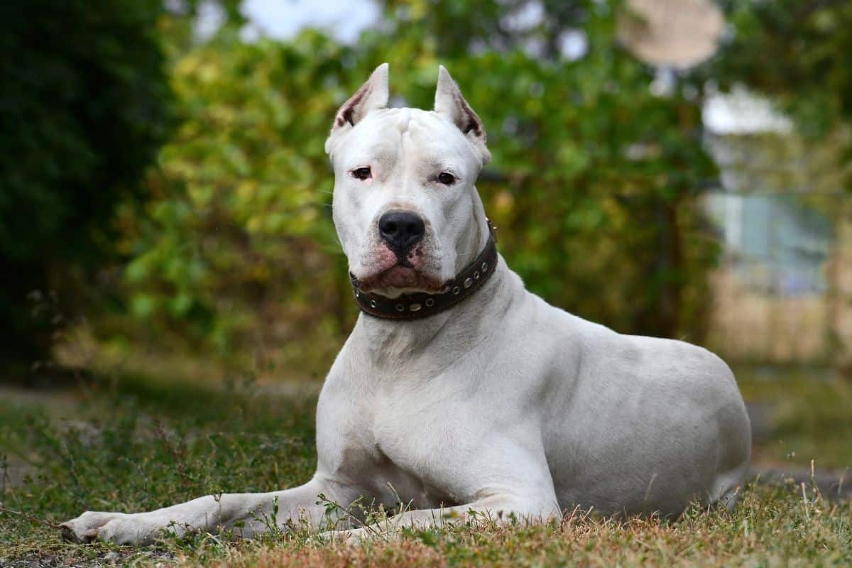 White dog lying on grass outdoors, looking alert with ears upright.