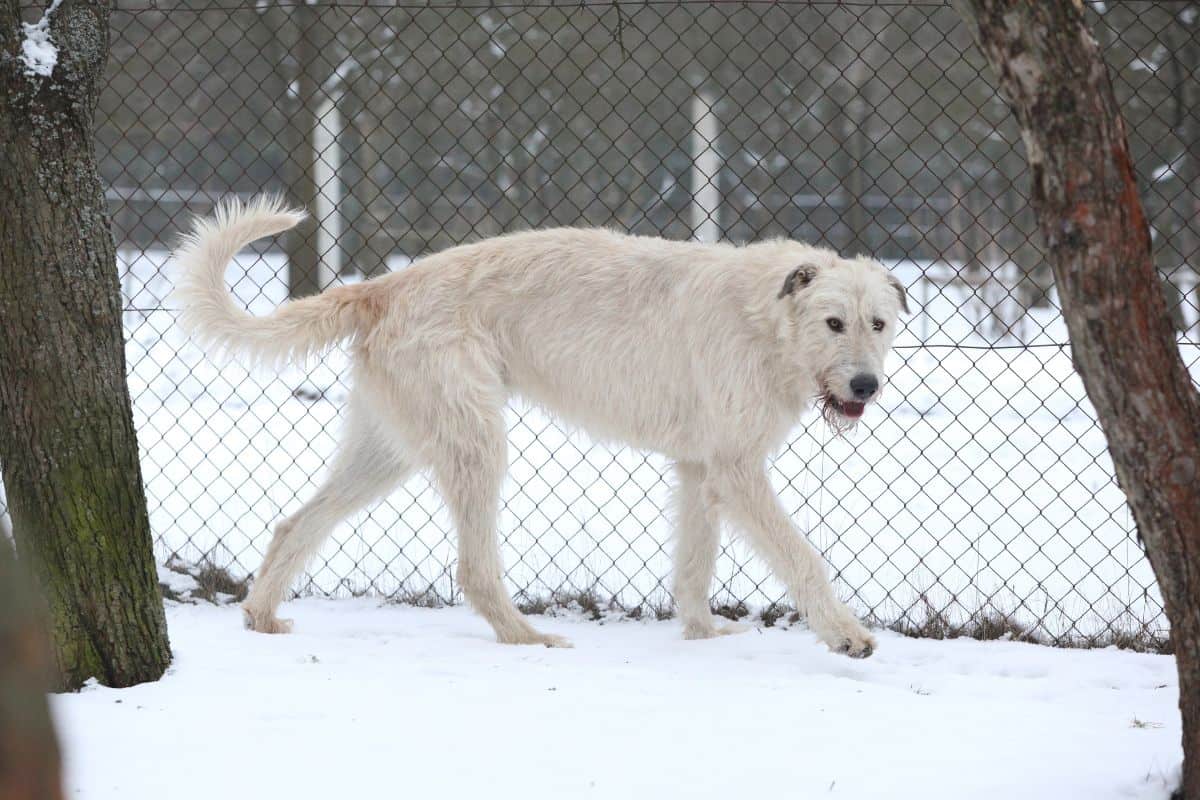 A large white dog walks across snow beside a chain-link fence.
