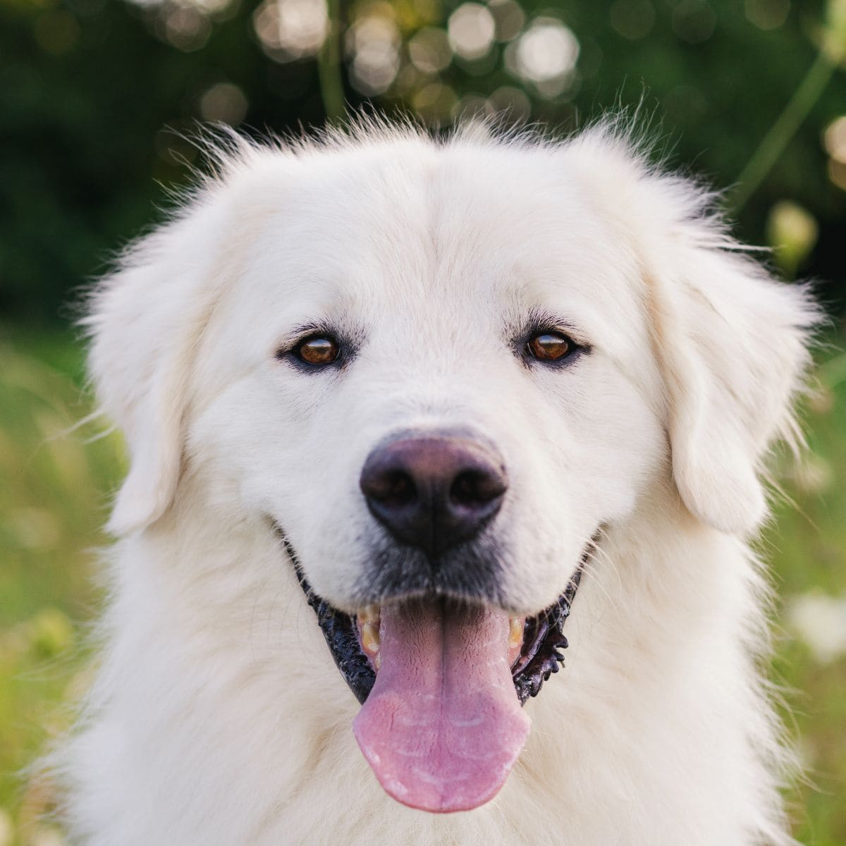 Big fluffy white dog outside, panting happily against a green backdrop.