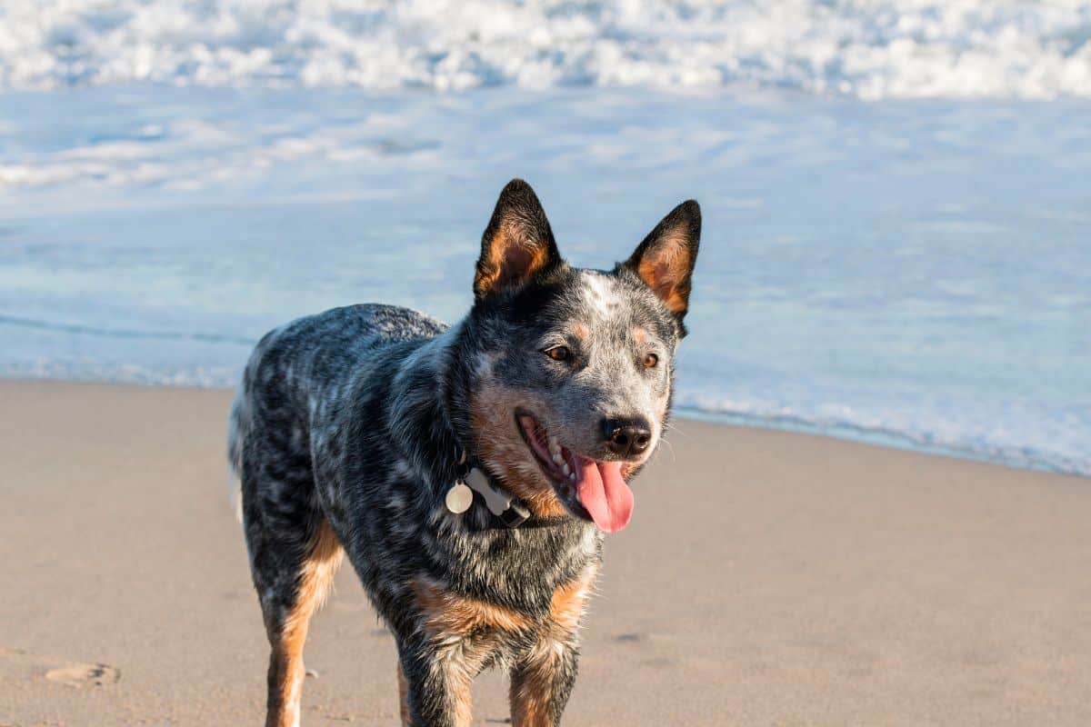 An Australian Cattle Dog stands on a sandy beach near the ocean with its tongue out.