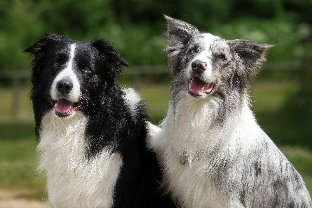 Two Border Collies sit side by side outdoors, looking alert and happy.