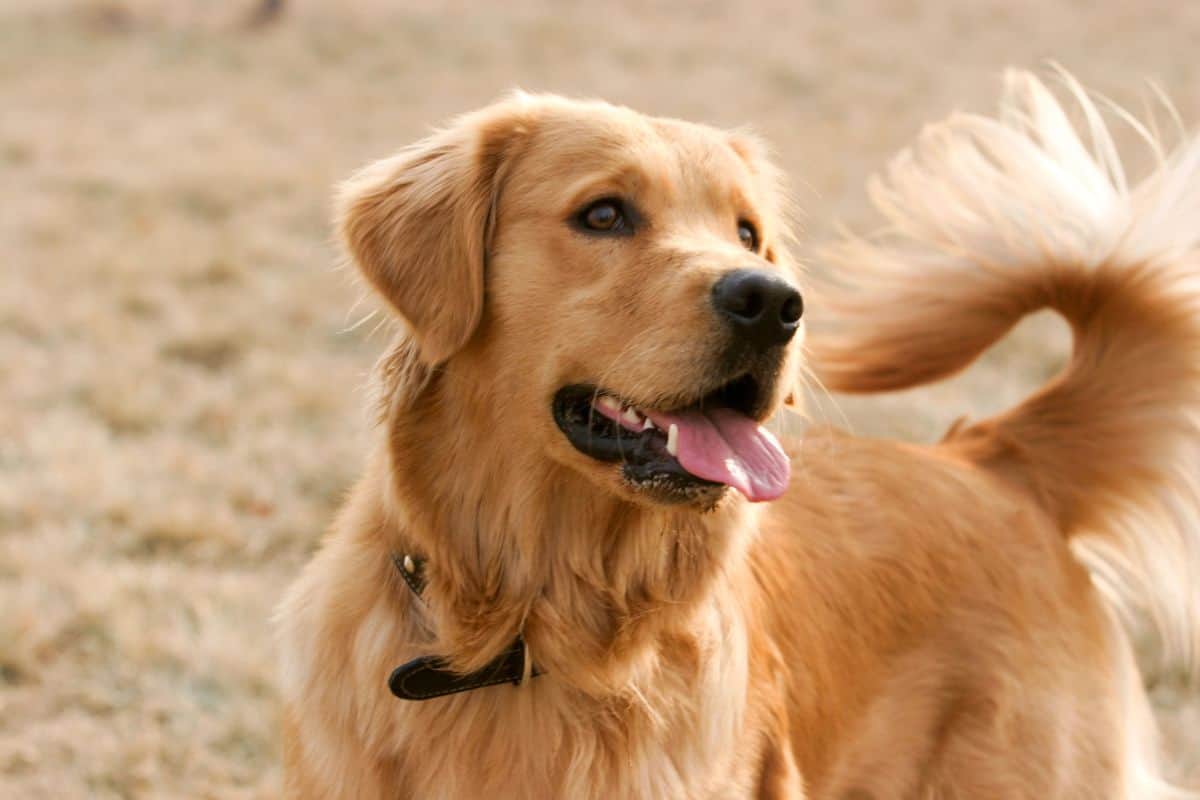 A Golden Retriever stands outdoors with its tongue out, looking alert and friendly.