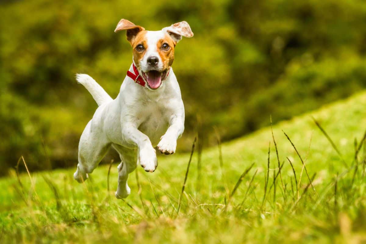 A small white-and-brown dog wearing a red collar runs joyfully through a grassy field.