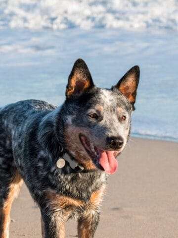 An Australian Cattle Dog stands on a sandy shoreline by the sea, panting with its tongue out.