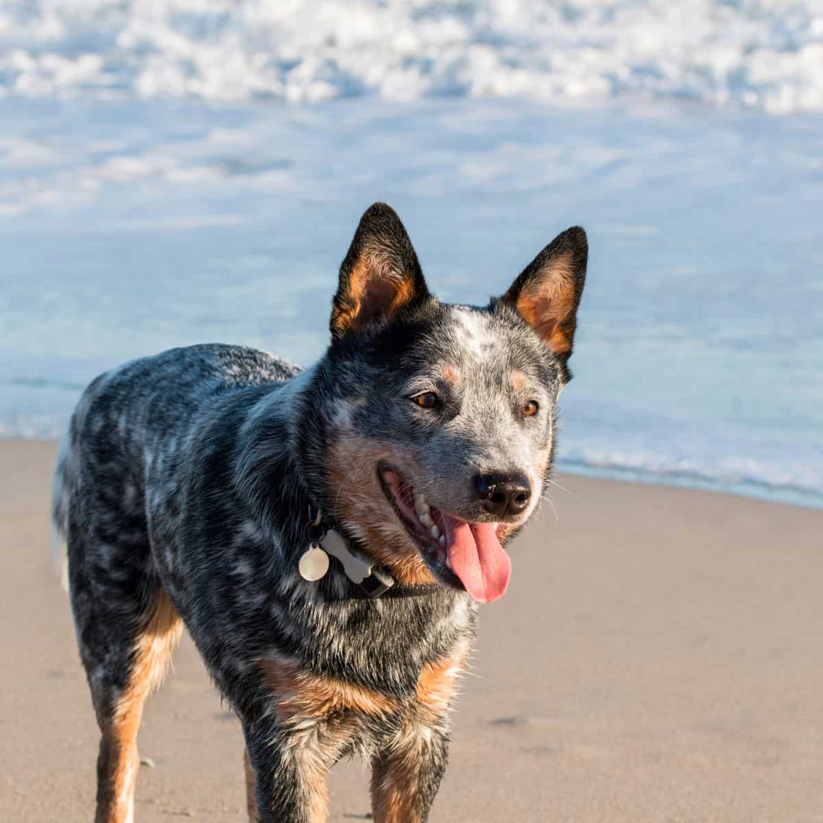 An Australian Cattle Dog stands on a sandy shoreline by the sea, panting with its tongue out.