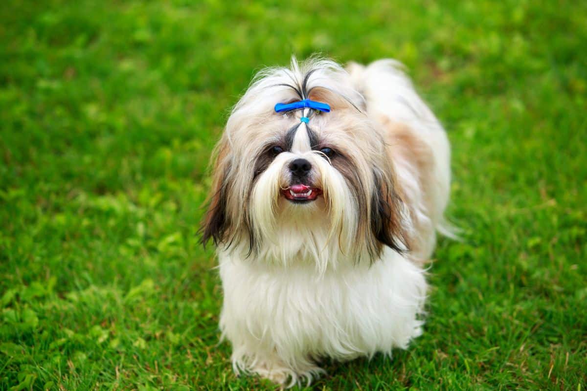 A small fluffy dog with a blue hair bow stands on green grass, looking toward the camera.