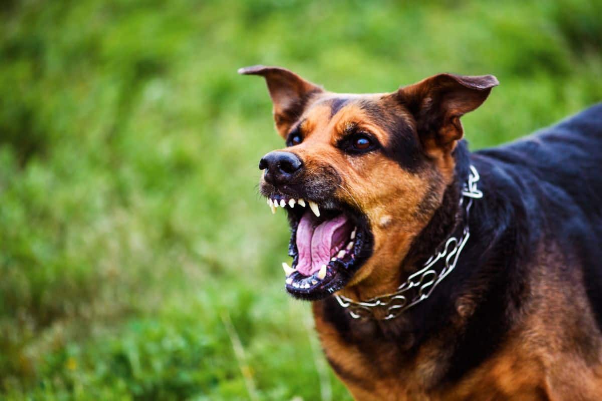 A snarling dog with bared teeth and a chain collar stands in a grassy outdoor setting.
